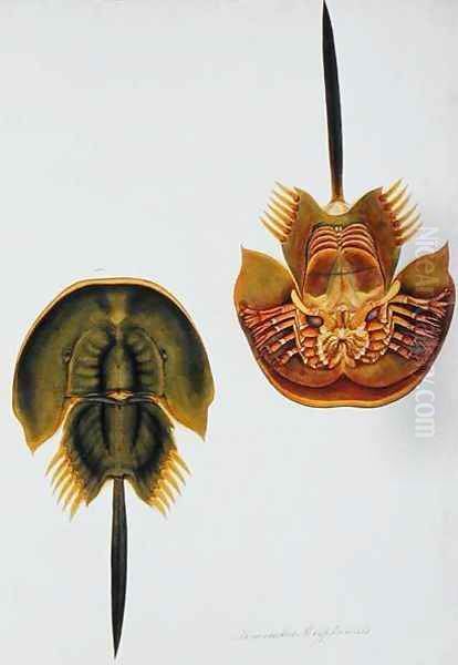 Monoculus Polyphemus, from 'Drawings of Animals, Insects and Reptiles from Malacca', c.1805-18 - view 1