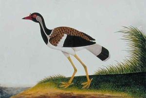 Tie Tieoo or Aian colan (Malay) from 'Drawings of Birds from Malacca', c.1805-18 by Anonymous Artist