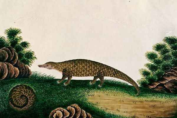 The Pangolin of Malacca, Tingieling (Malay) from 'Drawings of Animals, Insects and Reptiles from Malacca', c.1805-18 - view 1