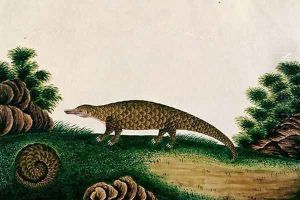 The Pangolin of Malacca, Tingieling (Malay) from 'Drawings of Animals, Insects and Reptiles from Malacca', c.1805-18 by Anonymous Artist