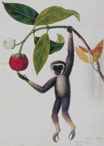 Boack Manqies Ono ka, from 'Drawings of Animals, Insects and Reptiles from Malacca', c.1805-18 by Anonymous Artist