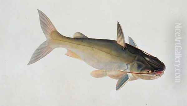 Eekan Doorie Malim, from 'Drawings of Fishes from Malacca', c.1805-18 - view 1