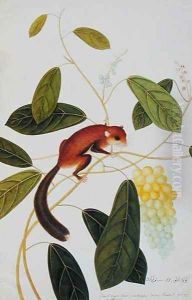 Squirrel on a wildgrape tree, Toopay Krawa, Booah angoor Ootan, from 'Drawings of Animals, Insects and Reptiles from Malacca', c.1805-18 by Anonymous Artist
