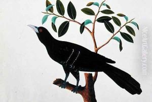 Black Bird, from 'Drawings of Birds from Malacca', c.1805-18 (1) by Anonymous Artist