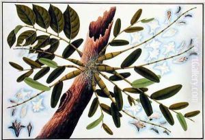 Angak Oulan and Bunga Anggrek, from 'Drawings of Plants from Malacca', c.1805-18 by Anonymous Artist