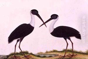 Bangou Eatan, from 'Drawings of Birds from Malacca', c.1805-18 by Anonymous Artist