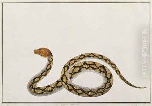 Oolur Chinde, from 'Drawings of Animals, Insects and Reptiles from Malacca', c.1805-18