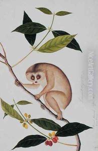 Lemur tardigradus, Booah Kawah (coffee tree) Kong Kang, from 'Drawings of Animals, Insects and Reptiles from Malacca', c.1805-18 by Anonymous Artist