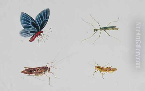 Insects, from 'Drawings of Animals, Insects and Reptiles from Malacca', c.1805-18 - view 1