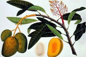 Buihang Mangifera, from 'Drawings of Plants from Malacca', c.1805-18 by Anonymous Artist