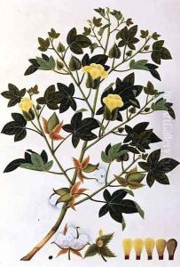 Gopypium Arboreum or Cotton Plant, c.1805-18 by Anonymous Artist