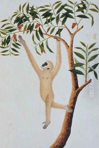 White Long Armed Ape, Ongka Pootre, from 'Drawings of Animals, Insects and Reptiles from Malacca', c.1805-18 by Anonymous Artist