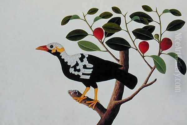 A White Headed Mina Drawn from Life, from 'Drawings of Birds from Malacca', c.1805-18 - view 1