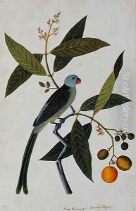 Bua Romania, Boorong Bayam, from 'Drawings of Birds from Malacca', c.1805-18 by Anonymous Artist