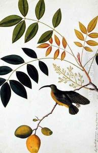 Long-beaked Humming Bird, Poko Booah Kadonong, from 'Drawings of Birds from Malacca', c.1805-18 by Anonymous Artist
