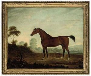 A Bay Hunter In An Extensive Landscape