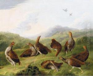 A Covey Of Partridge In A Landscape