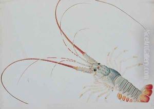 Oodang Katik la-ote, from 'Drawings of Animals, Insects and Reptiles from Malacca', c.1805-18