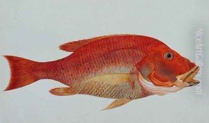 Eekan Bambangan, from 'Drawings of Fishes from Malacca', c.1805-18 by Anonymous Artist