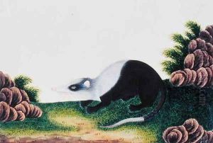 Ambang Boolan, from 'Drawings of Animals, Insects and Reptiles from Malacca', c.1805-18 by Anonymous Artist