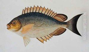 Eekan Kietang Kietang Lawot, from 'Drawings of Fishes from Malacca', c.1805-18 by Anonymous Artist