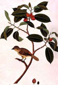 Boorong Siearas, from 'Drawings of Birds from Malacca', c.1805-18 by Anonymous Artist