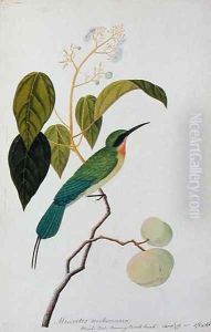 Aleurites Moluccana, Booah Cras, Boorong Bierik Bierik, from 'Drawings of Birds from Malacca', c.1805-18 by Anonymous Artist