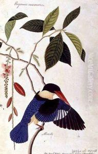 Kingfisher or Alced, Poko Booah Pootal, Boorong radja oodang, from 'Drawings of Birds from Malacca', c.1805-18 by Anonymous Artist