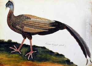 Koo auio Tangass - Cock, from 'Drawings of Birds from Malacca', c.1805-18