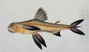 Eekan Arooan Tasick, from 'Drawings of Fishes from Malacca', c.1805-18