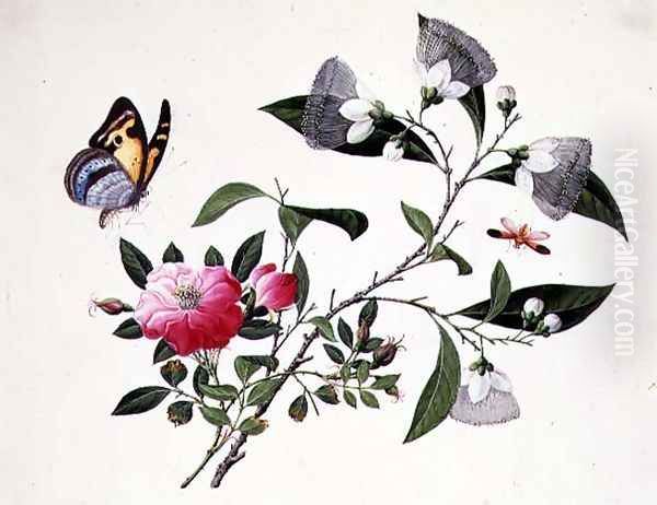 Flower Study and Insects (2) - view 1