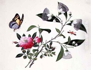 Flower Study and Insects (2) by Anonymous Artist