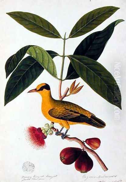 Boorong koonjiet koonjiet, Jambo Flore mera, from 'Drawings of Birds from Malacca', c.1805-18 - view 1