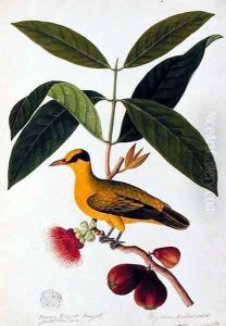 Boorong koonjiet koonjiet, Jambo Flore mera, from 'Drawings of Birds from Malacca', c.1805-18 by Anonymous Artist