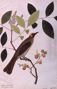 Mata Cooching, from 'Drawings of Birds from Malacca', c.1805-18