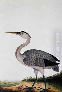Boorang Rangong, from 'Drawings of Birds from Malacca', c.1805-18