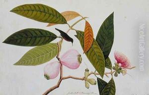 Jamboo, Boll and Humming Bird, from 'Drawings of Birds from Malacca', c.1805-18 by Anonymous Artist