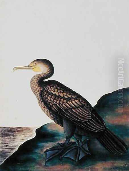 Duck, from 'Drawings of Birds from Malacca', c.1805-18 - view 1