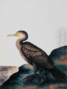 Duck, from 'Drawings of Birds from Malacca', c.1805-18 by Anonymous Artist