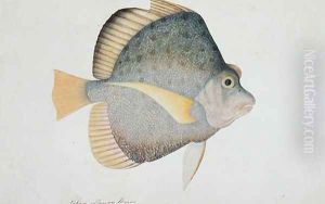 Eekan Dawon Baroo, from 'Drawings of Fishes from Malacca', c.1805-18 by Anonymous Artist