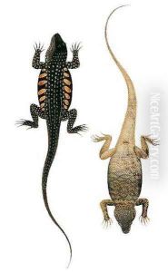 Reptiles, from 'Drawings of Animals, Insects and Reptiles from Malacca', c.1805-18 by Anonymous Artist