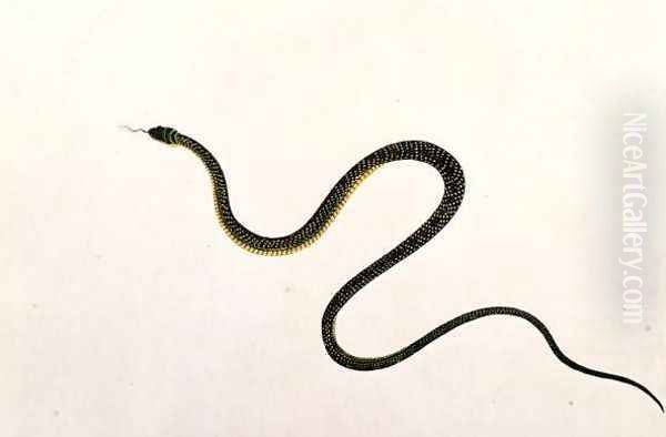 Snake, from 'Drawings of Animals, Insects and Reptiles from Malacca', c.1805-18 (3) - view 1