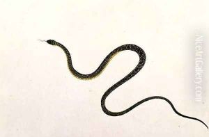 Snake, from 'Drawings of Animals, Insects and Reptiles from Malacca', c.1805-18 (3)