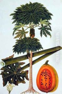 Papaya, The Papau or Caica Papaya, from 'Drawings of Plants from Malacca', c.1805-18 by Anonymous Artist