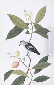 Booah Nawa Hawa, from 'Drawings of Birds from Malacca', c.1805-18 by Anonymous Artist