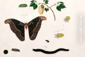 Yarna lama, Sintado dawar, Gongo, from 'Drawings of Animals, Insects and Reptiles from Malacca', c.1805-18 by Anonymous Artist