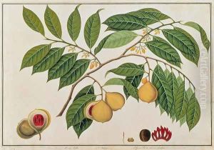 Booa Palla or Nutmeg, from 'Drawings of Plants from Malacca', c.1805-18