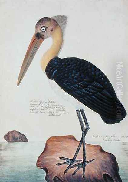 Ardea Argala, from 'Drawings of Birds from Malacca', c.1805-18 - view 1