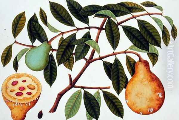 Fruit, from 'Drawings of Plants from Malacca', c.1805-18 - view 1