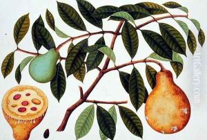 Fruit, from 'Drawings of Plants from Malacca', c.1805-18 by Anonymous Artist